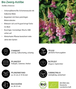 Bio Zwerg-Astilbe