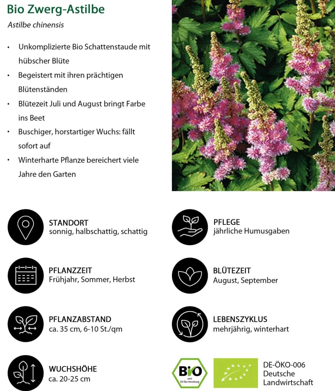 Bio Zwerg-Astilbe