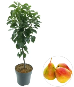 Bio Zwergbirne 'Luisa'