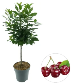 Bio Zwergkirsche 'Piemont'
