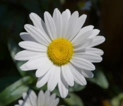 Bio Zwerg-Margerite 'Dwarf Snow Lady'