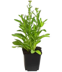 Bio Zwerg-Margerite 'Dwarf Snow Lady'