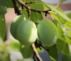 Bio Zwetschge 'Oullins Reneklode'