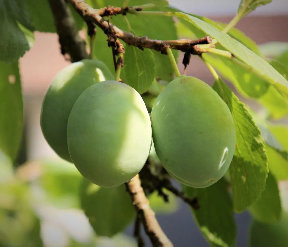 Bio Zwetschge 'Oullins Reneklode'