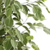 Birkenfeige - Ficus benjamina 'Golden King'