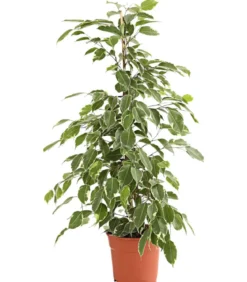 Birkenfeige - Ficus benjamina 'Golden King'