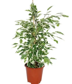Birkenfeige - Ficus benjamina 'Twilight'