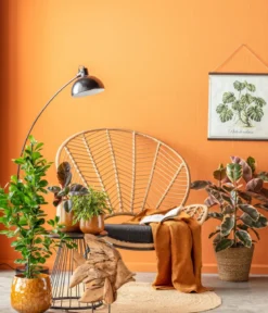 Birkenfeige - Ficus benjamina 'Kinky', verschiedene Farben