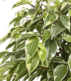 Birkenfeige - Ficus benjamina 'Kinky', verschiedene Farben
