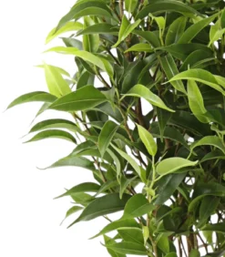 Birkenfeige - Ficus benjamina 'Kinky', verschiedene Farben