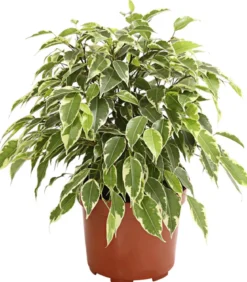 Birkenfeige - Ficus benjamina 'Kinky', verschiedene Farben