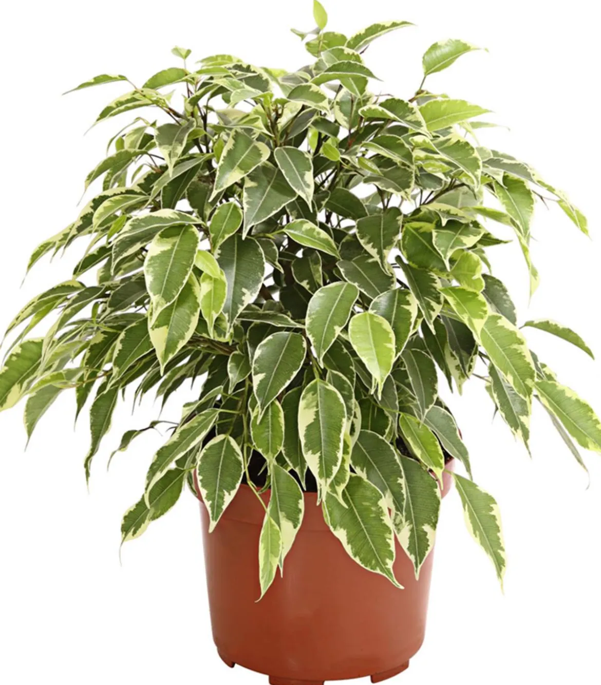 Birkenfeige - Ficus benjamina 'Kinky', verschiedene Farben