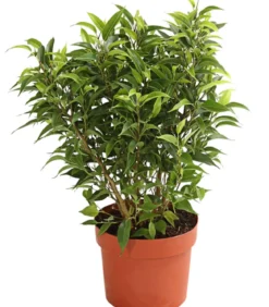 Birkenfeige - Ficus benjamina 'Kinky', verschiedene Farben