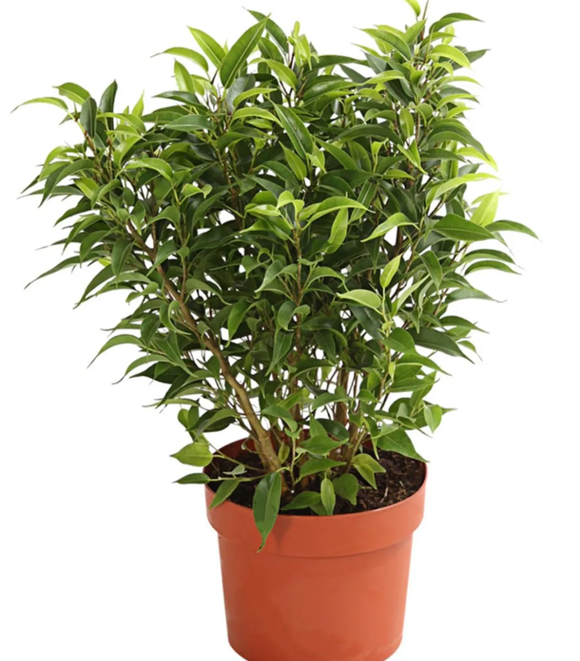 Birkenfeige - Ficus benjamina 'Kinky', verschiedene Farben