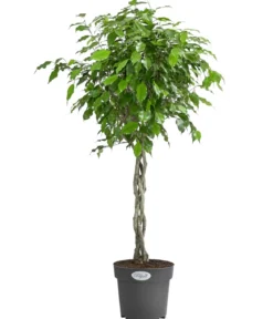Birkenfeige - Ficus benjamina 'Exotica'