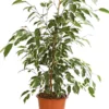 Birkenfeige - Ficus benjamina, verschiedene Farben