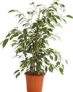 Birkenfeige - Ficus benjamina, verschiedene Farben