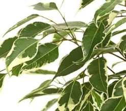 Birkenfeige - Ficus benjamina, verschiedene Farben