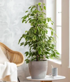 Birkenfeige - Ficus benjamina, verschiedene Farben