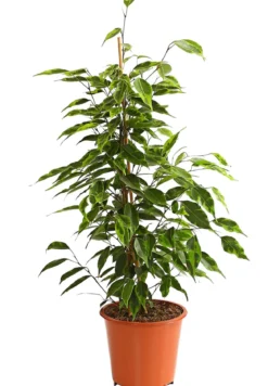 Birkenfeige - Ficus benjamina, verschiedene Farben