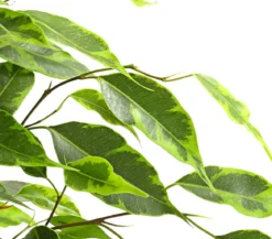 Birkenfeige - Ficus benjamina, verschiedene Farben