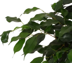 Birkenfeige - Ficus benjamini 'Danielle'