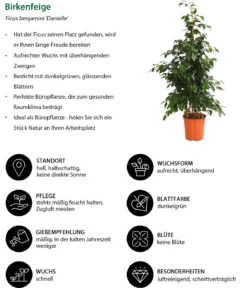 Birkenfeige - Ficus benjamini 'Danielle'