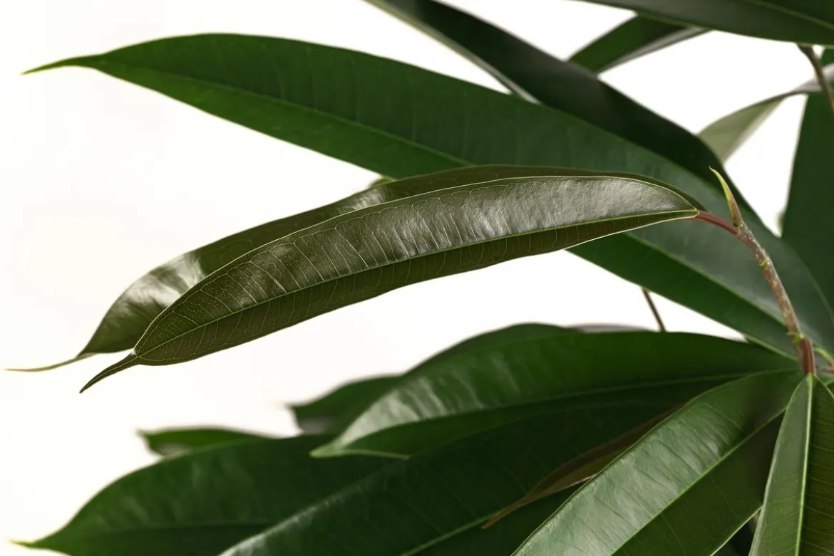 Birkenfeige - Ficus binnendijkii 'Amstel King', Hydrokultur