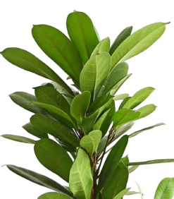 Birkenfeige - Ficus cyathistipula