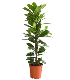 Birkenfeige - Ficus cyathistipula