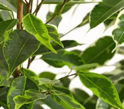 Birkenfeigen-Set - Ficus benjamina, 3-teilig