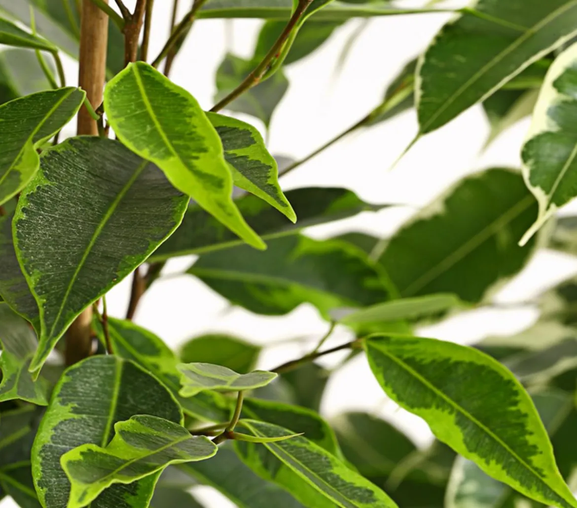 Birkenfeigen-Set - Ficus benjamina, 3-teilig
