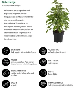 Birkenfeigen-Set - Ficus benjamina, 3-teilig