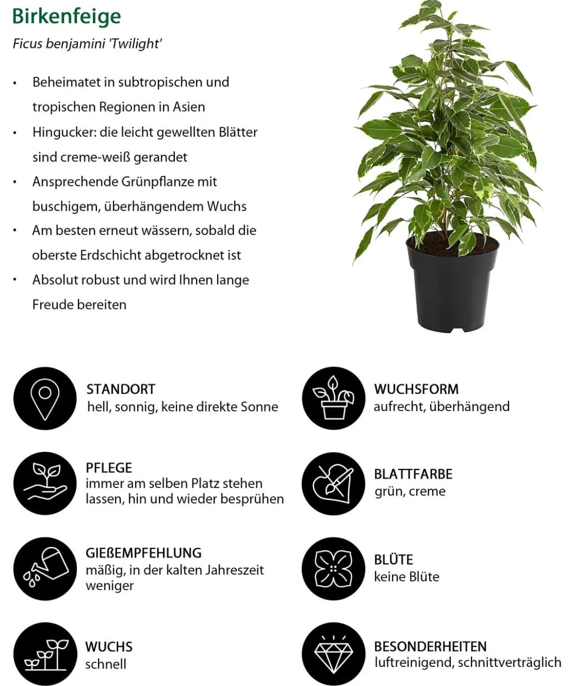Birkenfeigen-Set - Ficus benjamina, 3-teilig