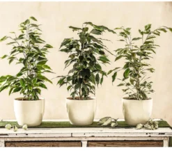 Birkenfeigen-Set - Ficus benjamina, 3-teilig