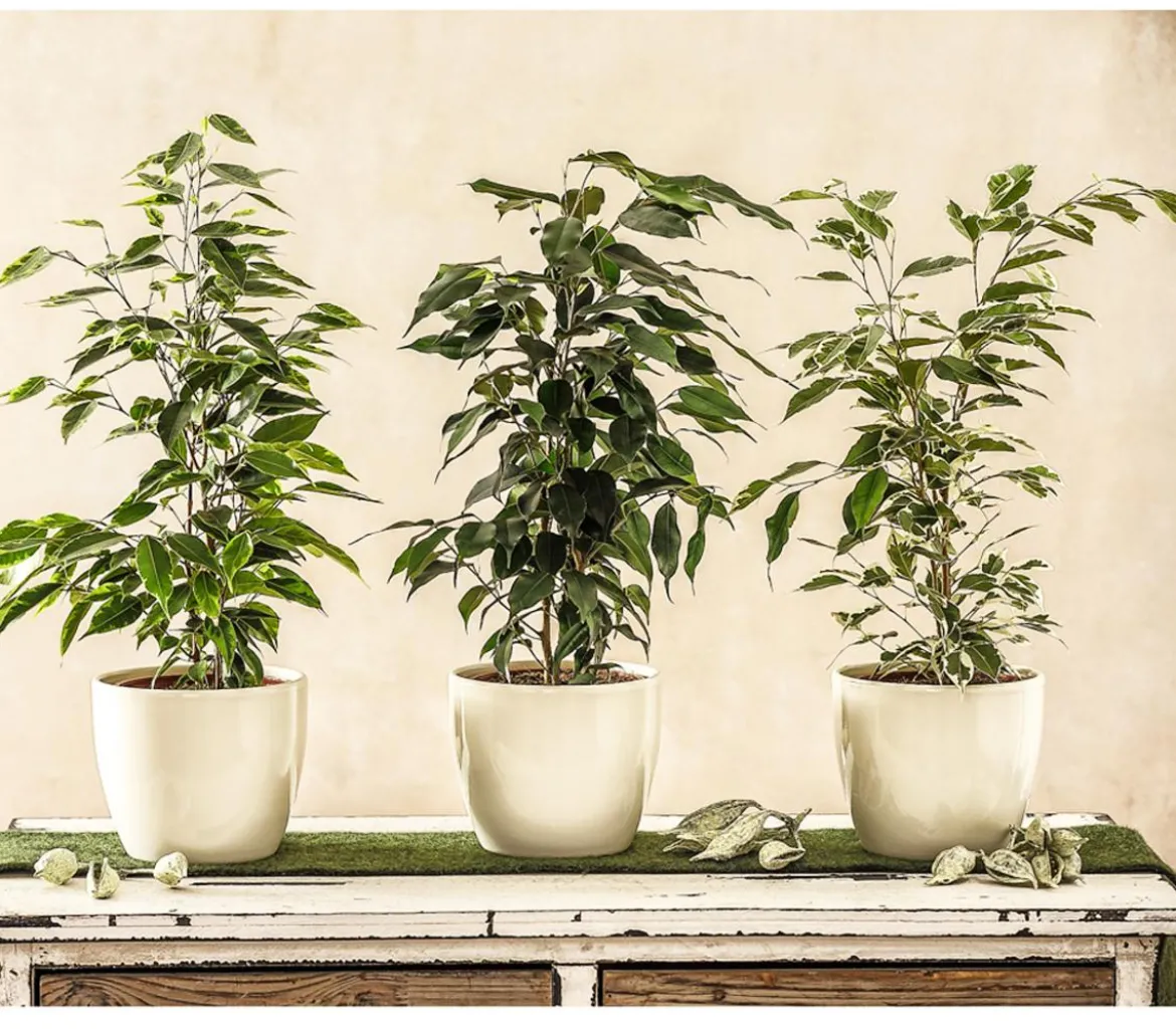 Birkenfeigen-Set - Ficus benjamina, 3-teilig