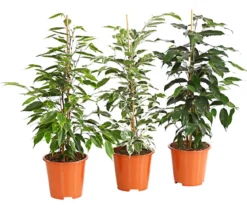 Birkenfeigen-Set - Ficus benjamina, 3-teilig