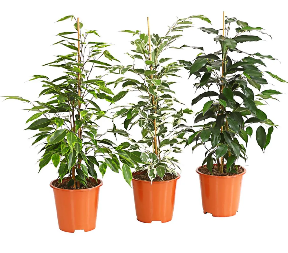 Birkenfeigen-Set - Ficus benjamina, 3-teilig