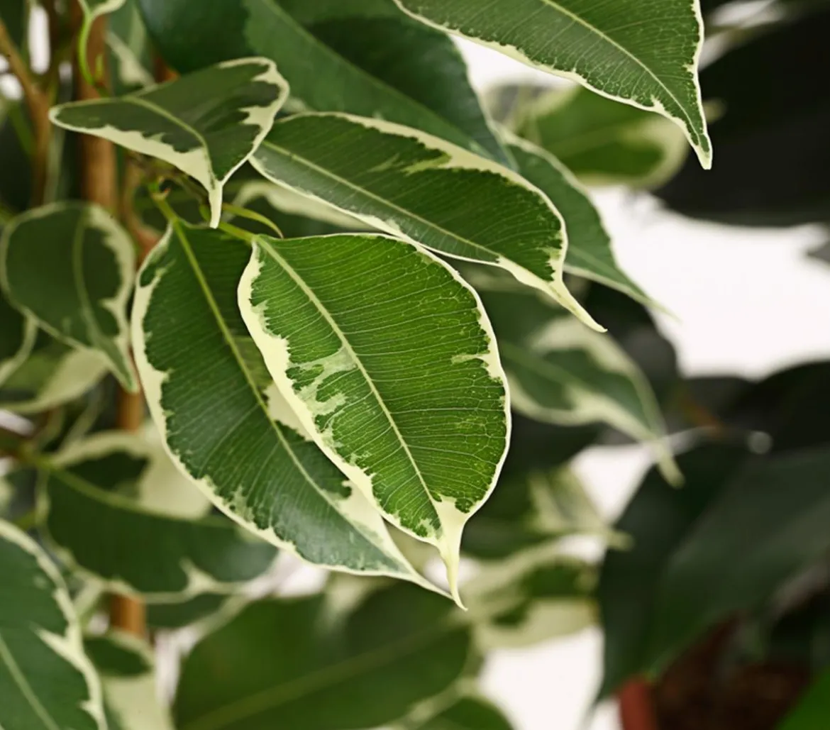 Birkenfeigen-Set - Ficus benjamina, 3-teilig