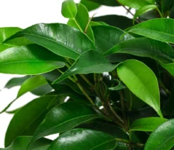 Birkenfeigen-Set - Ficus benjamina, 2-teilig