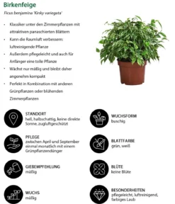 Birkenfeigen-Set - Ficus benjamina, 2-teilig