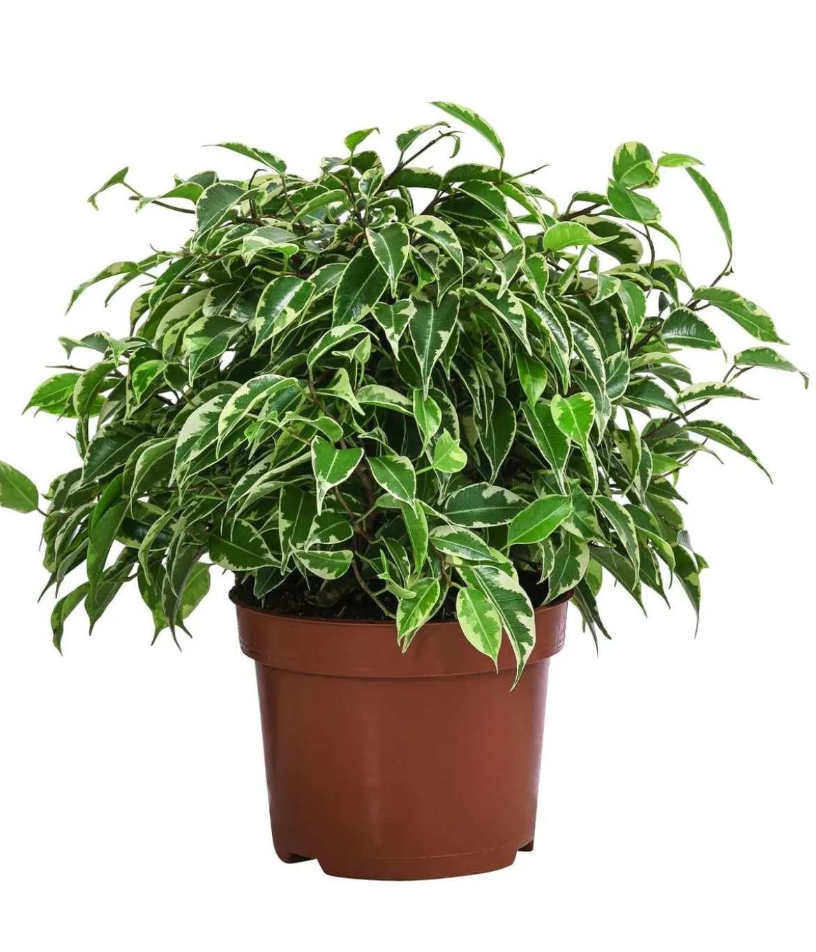 Birkenfeigen-Set - Ficus benjamina, 2-teilig