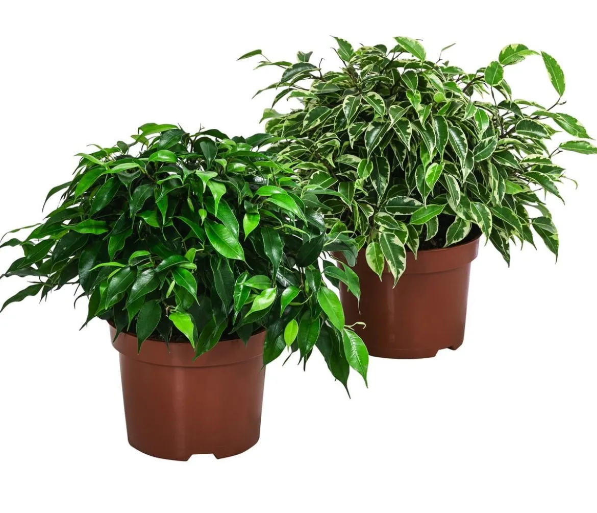 Birkenfeigen-Set - Ficus benjamina, 2-teilig