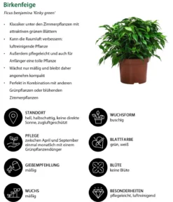 Birkenfeigen-Set - Ficus benjamina, 2-teilig