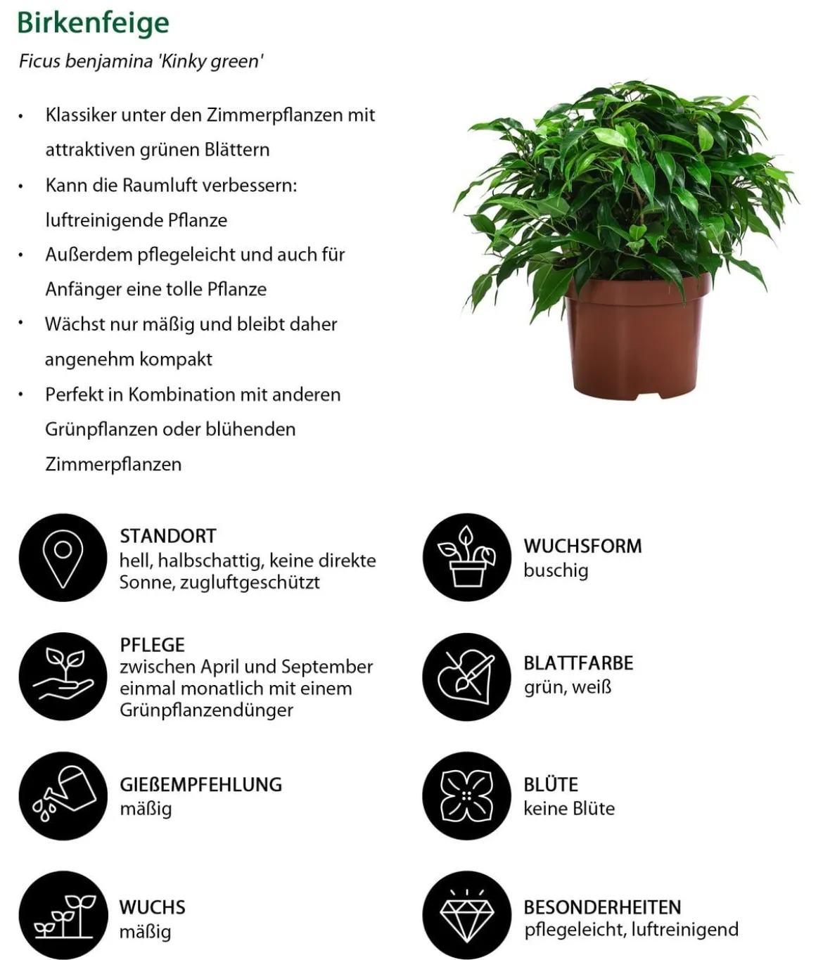 Birkenfeigen-Set - Ficus benjamina, 2-teilig
