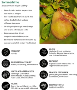 Birnen-Duo 'Alexander Lucas/Clapps Liebling'