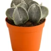 Bischofsmütze - Astrophytum myriostigma