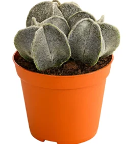 Bischofsmütze - Astrophytum myriostigma