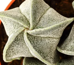 Bischofsmütze - Astrophytum myriostigma