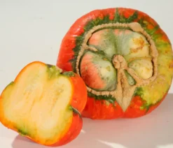 Bischofsmütze-Kürbis